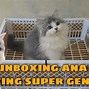 Gambar Kucing Anggora Abu-Abu